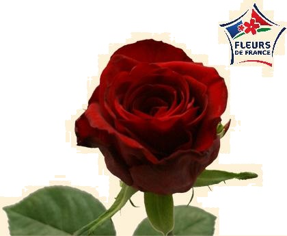 ROSE RED NAOMI 80cm Fleurs de France